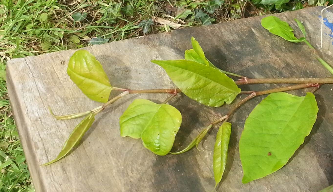 leaves of Japanese Knotweed