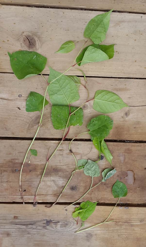 small japanese knotweed