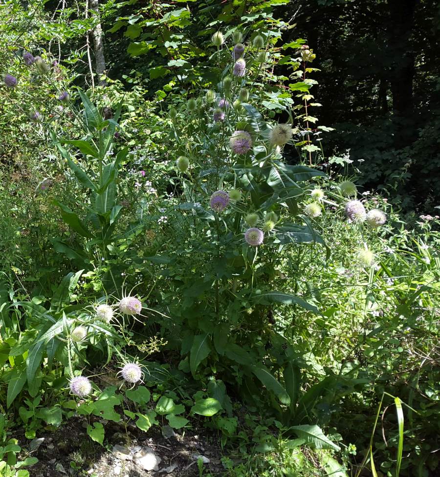 teasels in the triangle field
