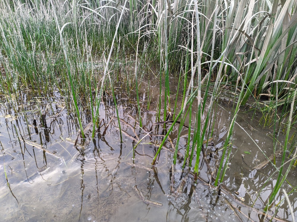 Triangular Clubrush cross