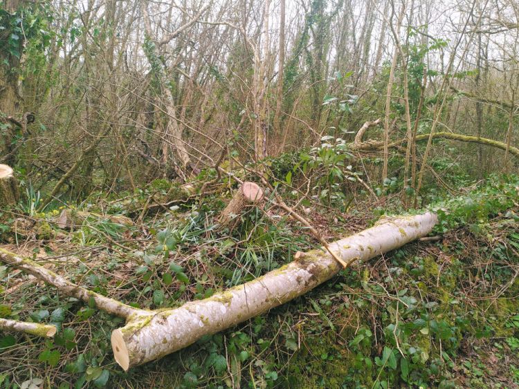 Trees felled: Corner of top field opposite Nutter's gate.