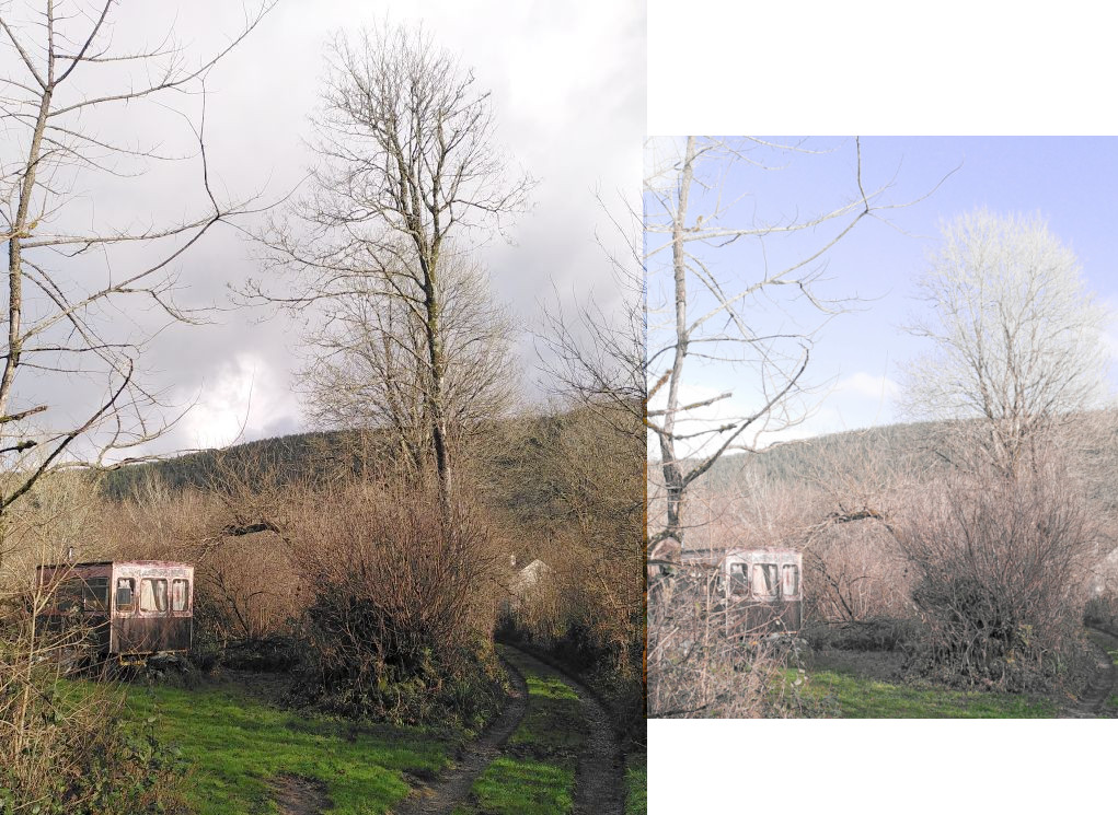 Sycamore by Wagon ~ Felled