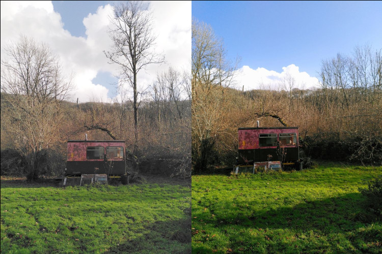 Sycamore by Wagon ~ Felled