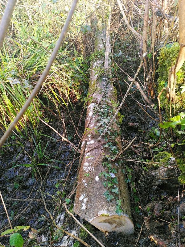 Sycamore by Wagon ~ Felled