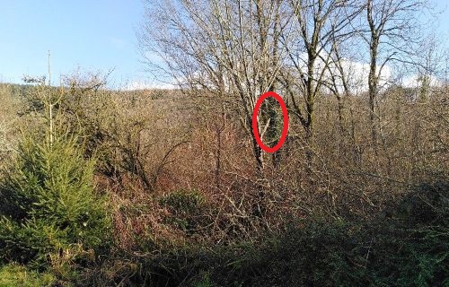 Sycamore by Wagon ~ Felled