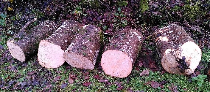 Logs